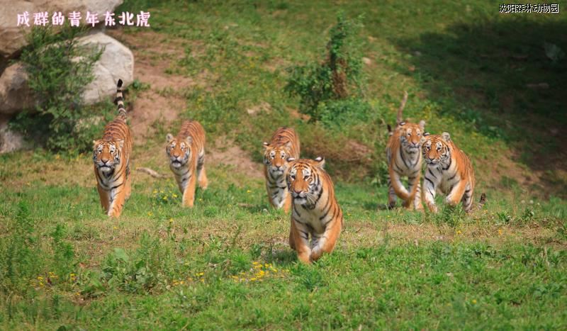 沈阳森林动物园