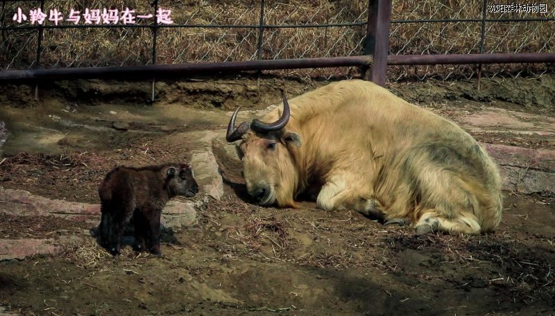 沈阳森林动物园