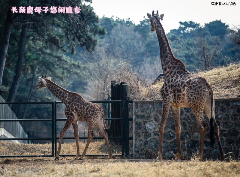 沈阳森林动物园